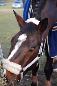 Horse eating