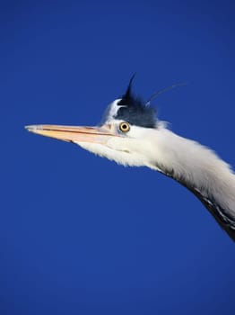 A look into the blue