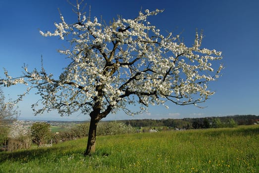 Spring air