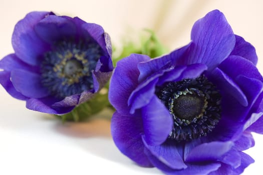 Anemone