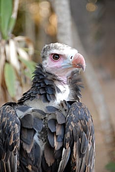 Woolly Vulture