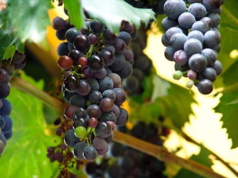 Bunches of grapes