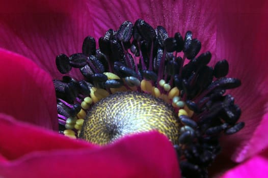 anemone