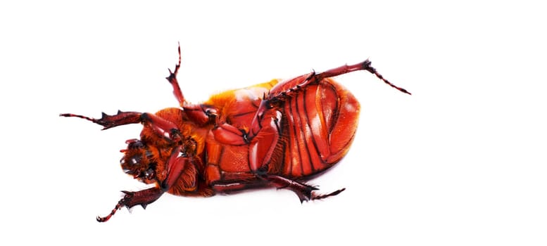 Like the beetle on the back