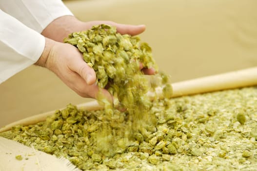 Hops