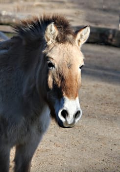 Przwalski horse