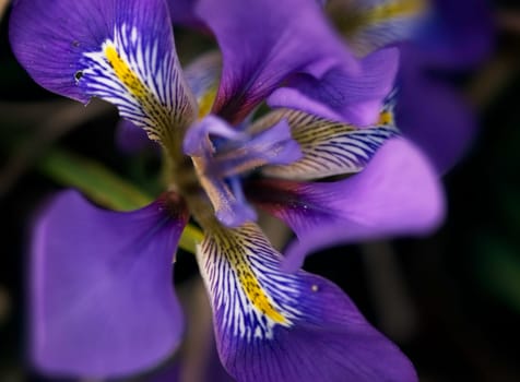 This little flower also blooms in the Brüglinger Park,its blossom shines occasionally from the grass. This flower is tiny,smaller than a violet....