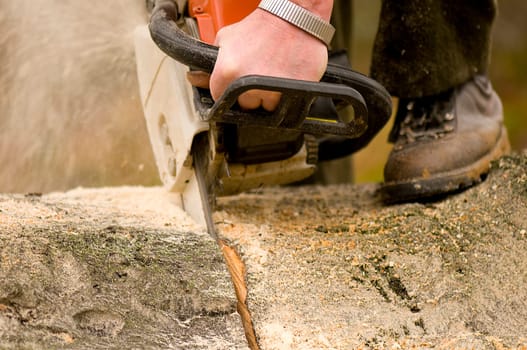 Tree felling