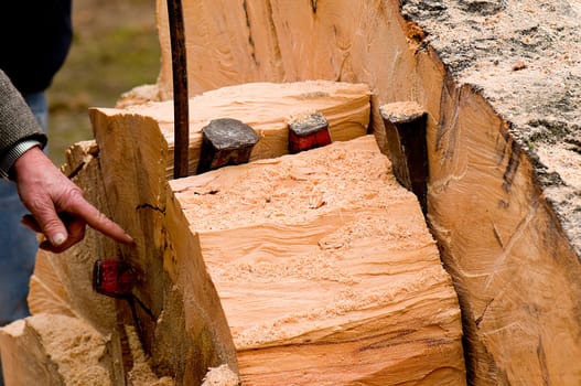 Tree felling