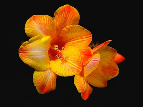 freesia