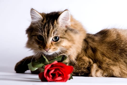Valentine cat