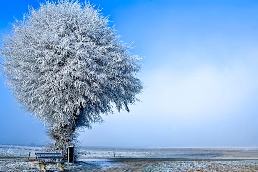 single white tree