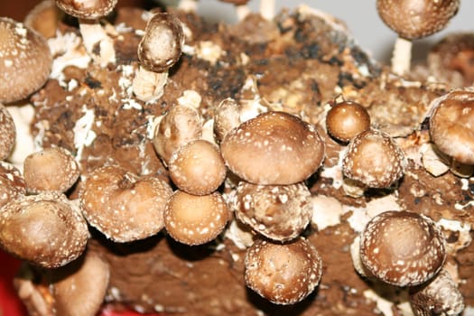 shiitake