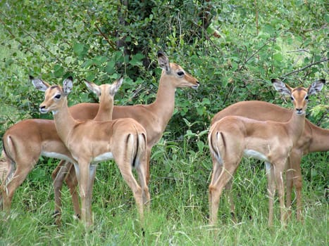 Impalas