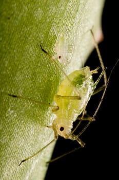 So,I've tried the whole thing with a Schneider-Kreuznach Componon 28mm in retro position and I'm much happier with the result as far as the sharpness is concerned. For all those who are afraid for my aloe vera,I have the number of aphids today