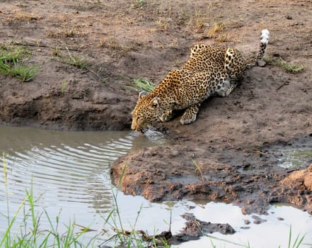At the waterhole