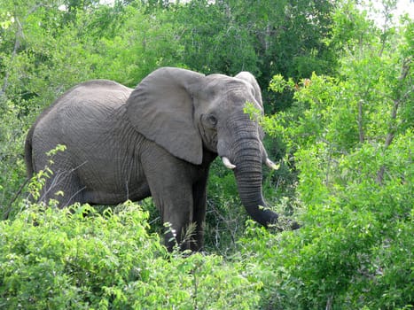 In Africa...
