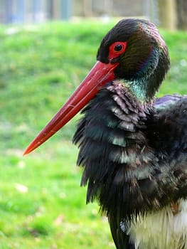 Black stork