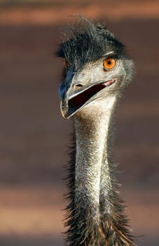With this pic I would like to report back from my longer vacation Down Under. This emu portrait also marks the beginning of a series of pictures from one of the most pristine and lonely areas of our planet - Western Australia. With all my upcoming