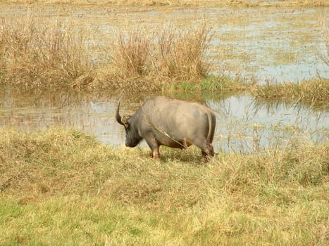 Cape buffalo by the water