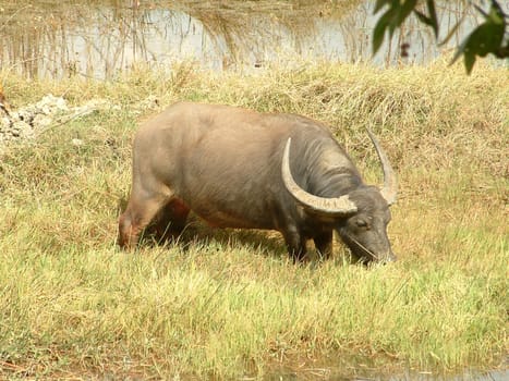 Cape buffalo on pasture