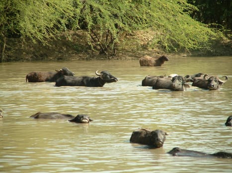 Cape buffalo in the pasture area