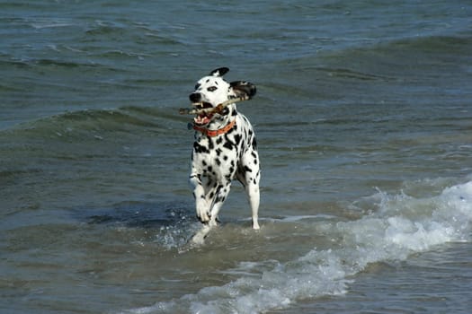 ... the stick