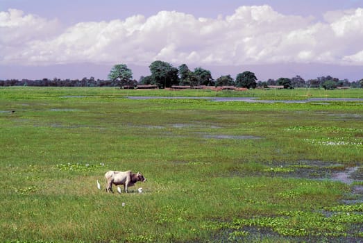Landscape on Majuli
