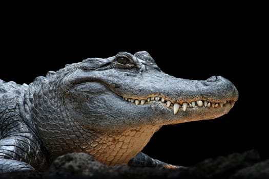 Showing teeth