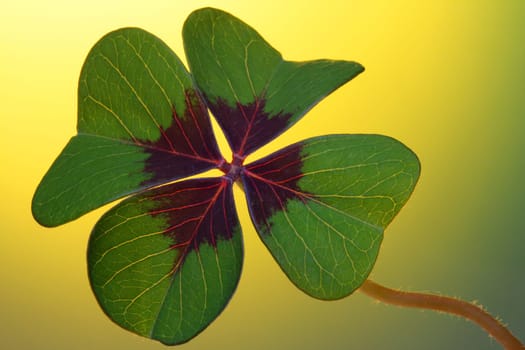 Lucky Clover