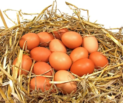 Chicken Egg Nest