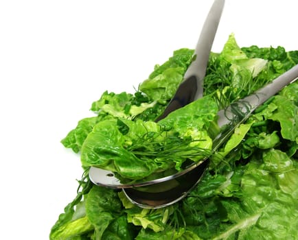 Romaine lettuce