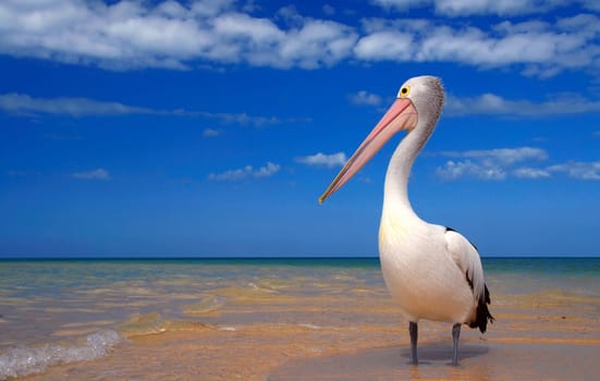 Of seven pelican species found worldwide,only one,the spectacled pelican,is native to Australia.