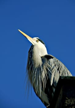 Grey heron