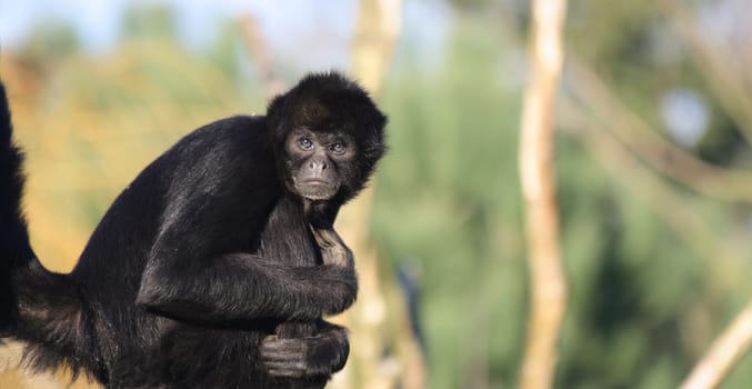 Colombian Spider Monkey (Ateles fusciceps robustus), endangered species
