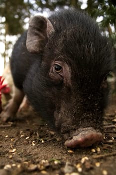 Pig's Perspective