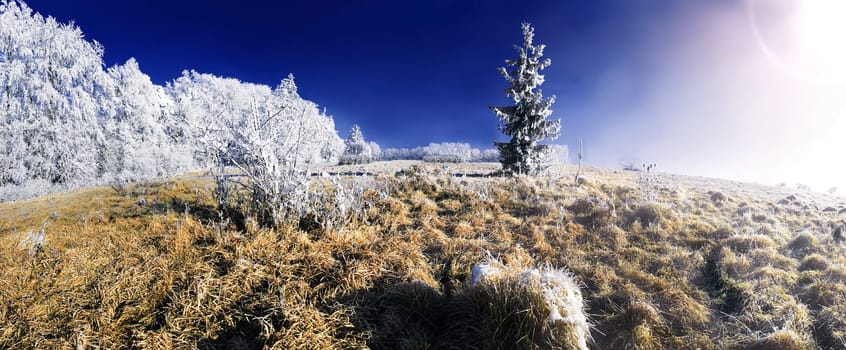 The Ice Tree