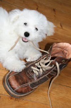 Naughty puppy