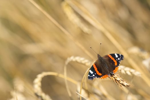 Red admiral