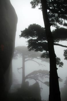 The silhouette of pine tree
