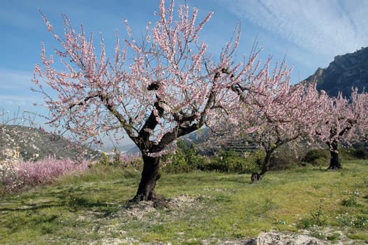Almond trees