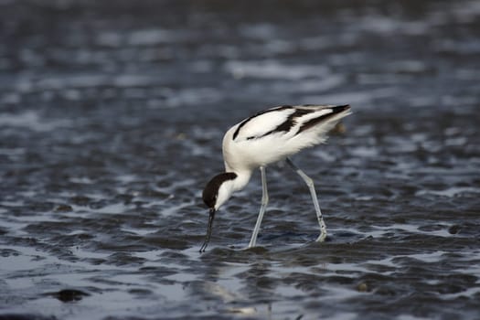 Avocet