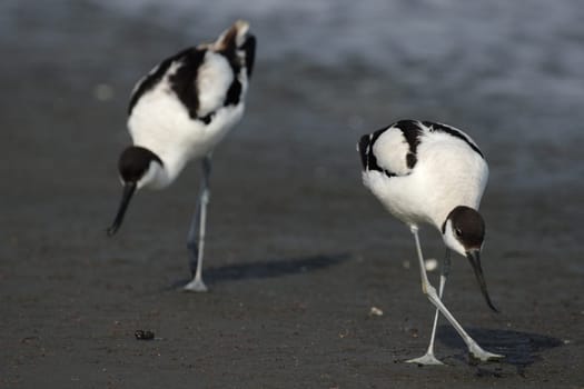 Two avocets