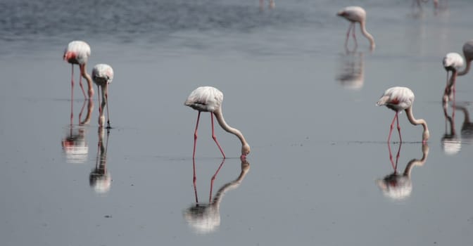 Flamingos with reflection