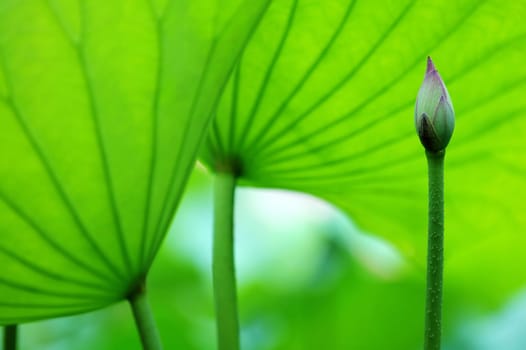 The blossom of lotus and leaves