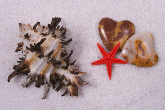 star without celebrity without bird without tree without starfish