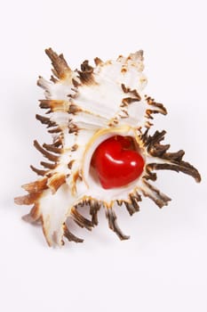 Shell with heart