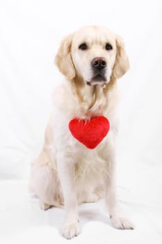 Valentine's Day dog