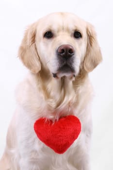 Valentine's Day dog