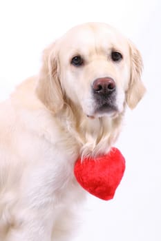 Valentine's Day dog